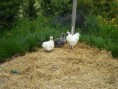 /album/mes-photos/batman-et-ses-poules-jpg/